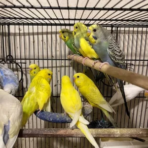 Budgies and cage - Image 4