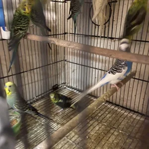 Budgies and cage - Image 5
