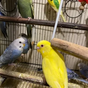 Budgies and cage - Image 6