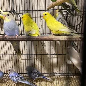 Budgies and cage - Image 7