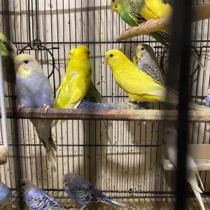 Budgies and cage - Image 8