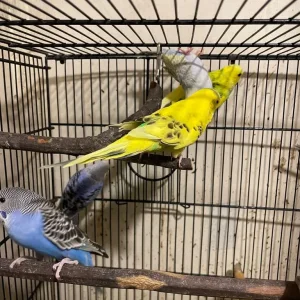 Budgies and cage