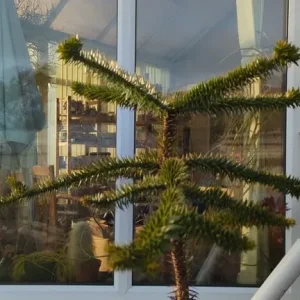 Monkey puzzle tree 1.3M high 15+ years old - Image 2