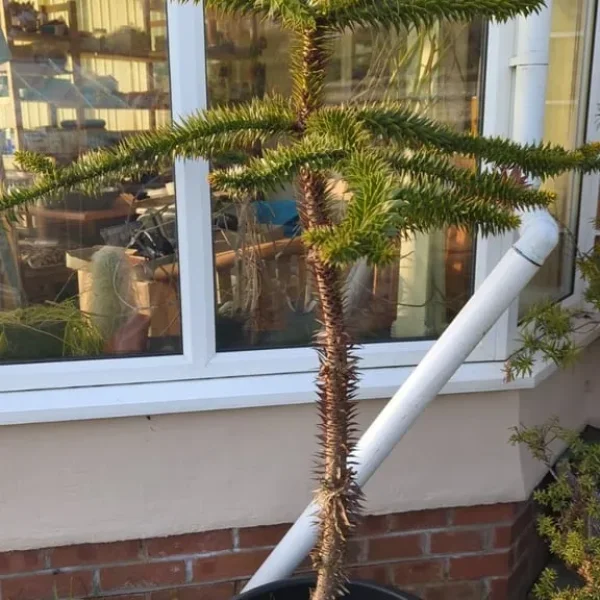 Monkey puzzle tree 1.3M high 15+ years old
