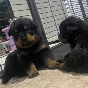 Chunky Pedigree Rottweiler Puppys - Image 2