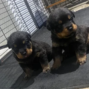 Chunky Pedigree Rottweiler Puppys - Image 3