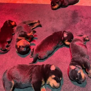Chunky Pedigree Rottweiler Puppys - Image 4