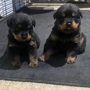 Chunky Pedigree Rottweiler Puppys - Image 6