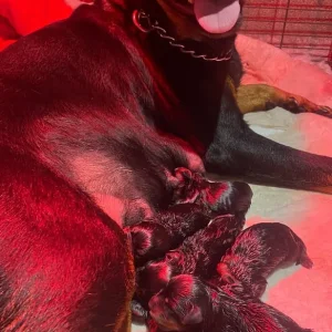 Chunky Pedigree Rottweiler Puppys - Image 7