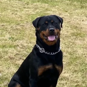 Chunky Pedigree Rottweiler Puppys - Image 8