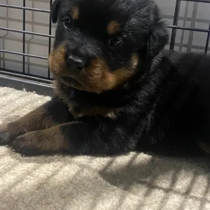 Chunky Pedigree Rottweiler Puppys