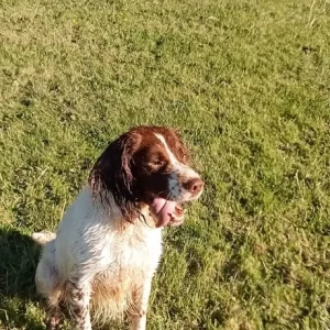 Male Springer Spaniel - Image 2