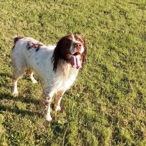 Male Springer Spaniel - Image 3