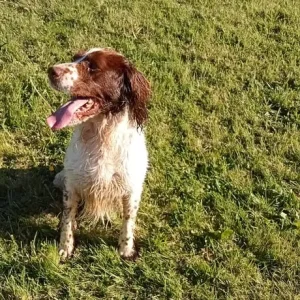Male Springer Spaniel - Image 4