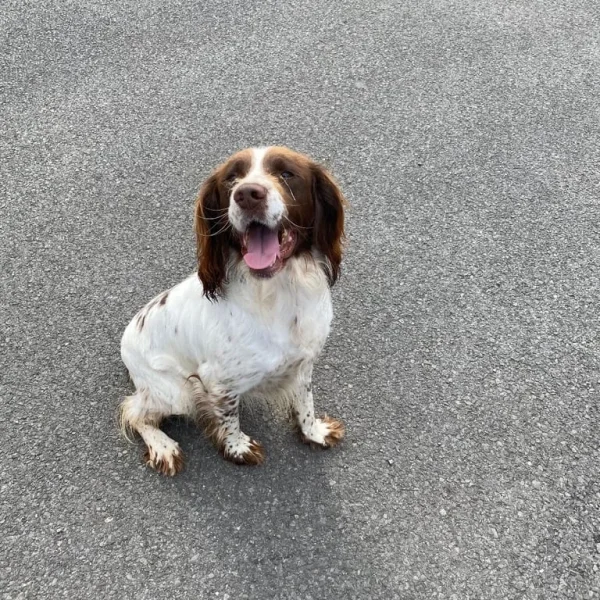 Male Springer Spaniel