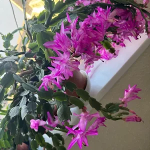 Spiritual healer - Image 5