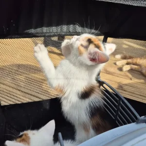 Kittens x5 2x girls Calico 3x boys ginger and Ginger and White - Image 2