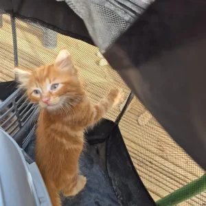 Kittens x5 2x girls Calico 3x boys ginger and Ginger and White - Image 3