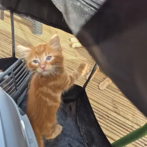 Kittens x5 2x girls Calico 3x boys ginger and Ginger and White - Image 4