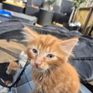 Kittens x5 2x girls Calico 3x boys ginger and Ginger and White - Image 5