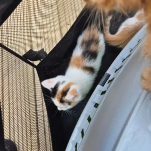 Kittens x5 2x girls Calico 3x boys ginger and Ginger and White - Image 6