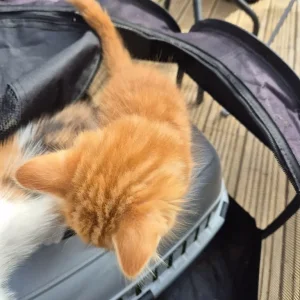 Kittens x5 2x girls Calico 3x boys ginger and Ginger and White - Image 8