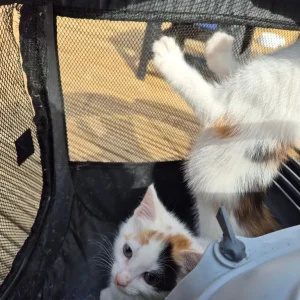 Kittens x5 2x girls Calico 3x boys ginger and Ginger and White