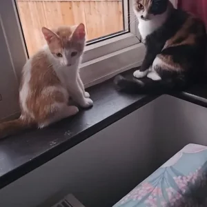 Cat for sale - Image 2