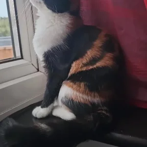 Cat for sale - Image 4