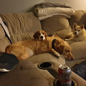 Buddy the Beagle - Image 2