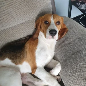 Buddy the Beagle - Image 3