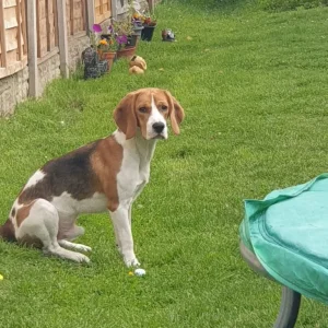 Buddy the Beagle - Image 4
