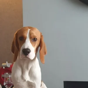 Buddy the Beagle - Image 5