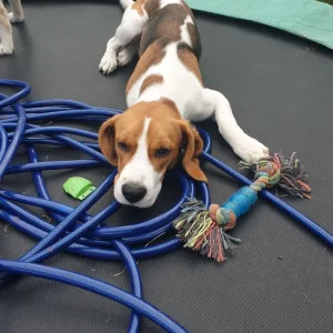 Buddy the Beagle - Image 6