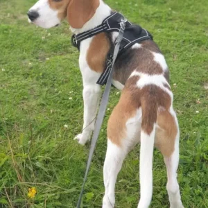 Buddy the Beagle - Image 7