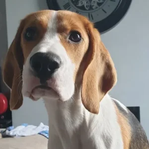Buddy the Beagle