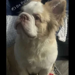 Fluffy french bulldog male 1 year old