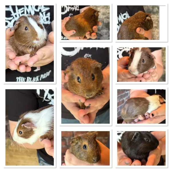 Guinea Pigs