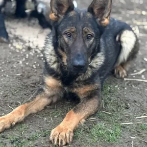 German shepherd - Image 2