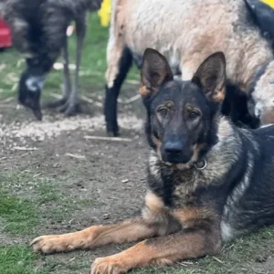 German shepherd - Image 3