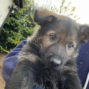 German shepherd - Image 4