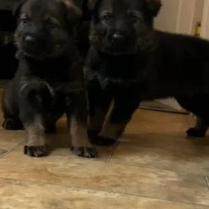 German shepherd - Image 5