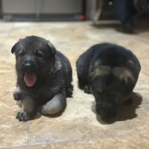 German shepherd - Image 6