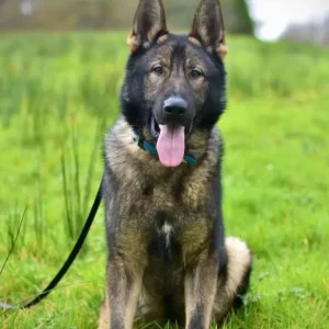 German shepherd - Image 7