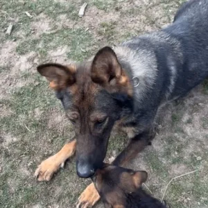 German shepherd - Image 8