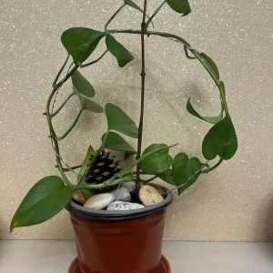 Potted Pothos Plant with Decorative Stones