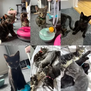 X3 kittens for sale - Image 2