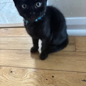 X3 kittens for sale - Image 3