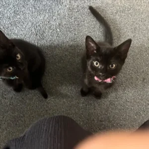 X3 kittens for sale - Image 4