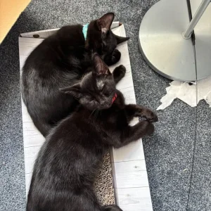 X3 kittens for sale - Image 5